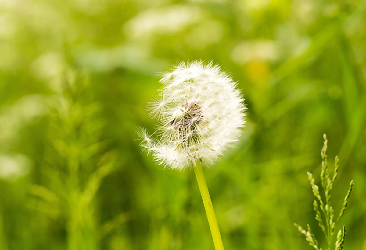 hay fever